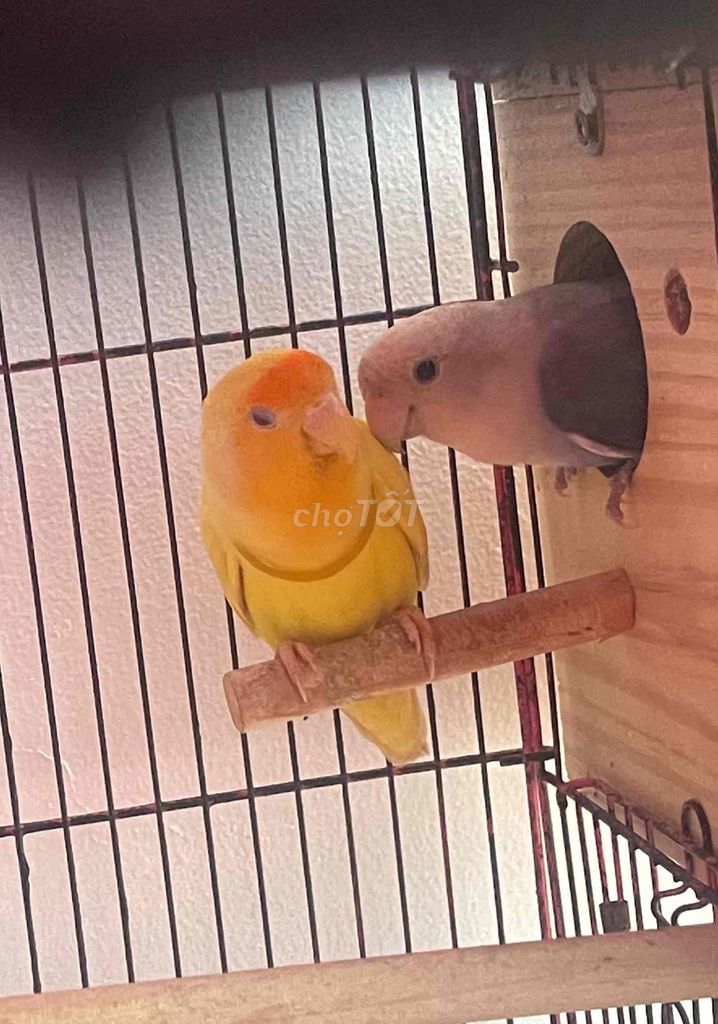 Cặp Lovebird sinh sản. Mua bán Chim tại Quận 8 Tp Hồ Chí Minh được đăng bởi Minh hình 1