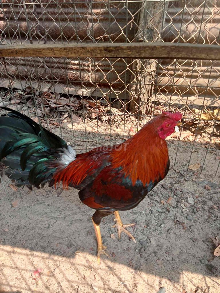 tre điều 1kg6. Mua bán Gà tại Thị xã Tân Uyên Bình Dương được đăng bởi Le Hung hình 1