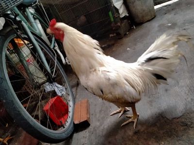 Bướm 2kg4 cãng mái. Mua bán Gà tại Quận 8 Tp Hồ Chí Minh được đăng bởi đại 