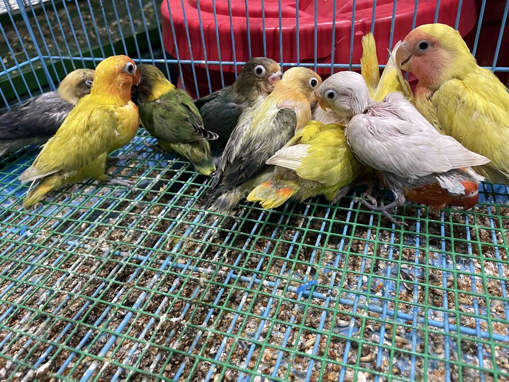 12 bé lovebird đút bột tphcm có ship toàn quốc