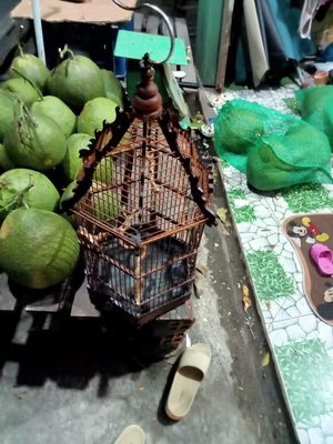 Bán hoặc giao lưu chim hút mật. Mua bán Phụ kiện, Thức ăn, Dịch vụ tại Quận Cái Răng Cần Thơ được đăng bởi Chucongtu