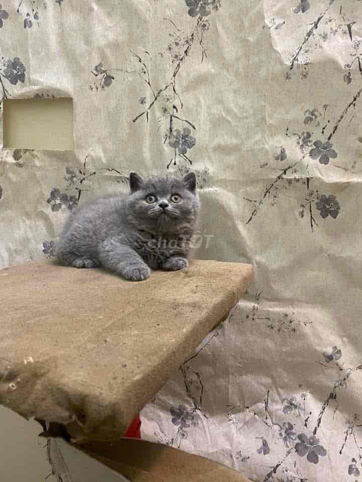Mèo Anh lông ngắn 2 tháng Xám. Mua bán Mèo tại Quận Hà Đông Hà Nội được đăng bởi My Nhi hình 1