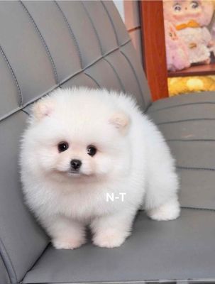 Chó Pomeranian Trắng Đực/Cái