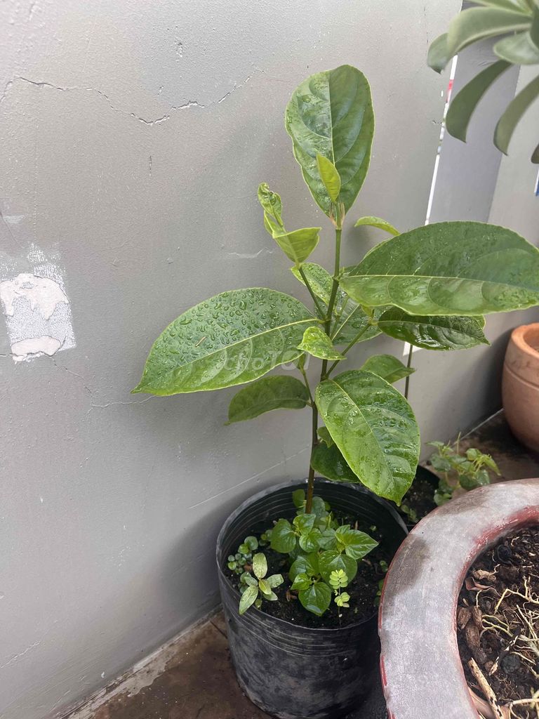 Cây giống Mít. Mua bán Đồ chuyên dụng, Giống nuôi trồng tại Quận Tân Phú Tp Hồ Chí Minh được đăng bởi Tri hình 1