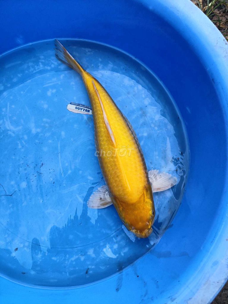 Cá Koi 40-45cm Vàng Cam Trắng Đen. Mua bán Thú cưng khác tại Quận Bình Tân Tp Hồ Chí Minh được đăng bởi trân phúc hình 1