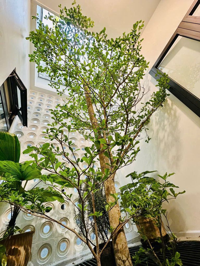Cho thuê nhà 4 phòng ngủ tại Hải Châu, Đà Nẵng — ảnh 12