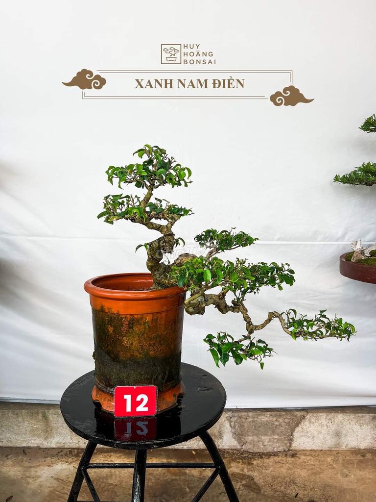 Bonsai phòng thủy chơi ban công sân vườn ạ