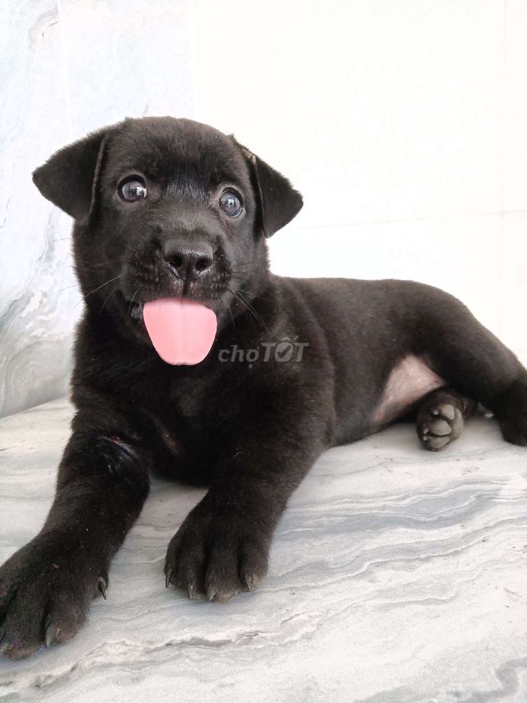 Chó Labrador Đen tuyền 50 ngày tuổi đã tiêm ngừa. Mua bán Chó tại Quận 6 Tp Hồ Chí Minh được đăng bởi Tăng Chí Lương  hình 1