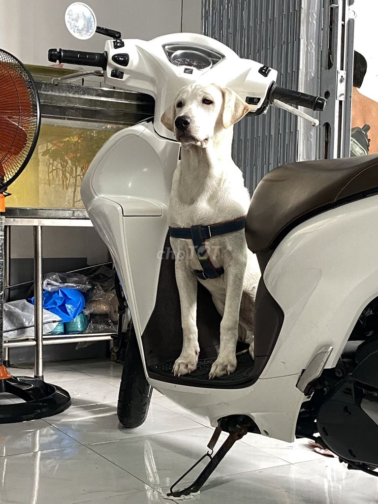 Chó Labrador trắng 4 tháng. Mua bán Chó tại Thành phố Thuận An Bình Dương được đăng bởi đức duong quang hình 1