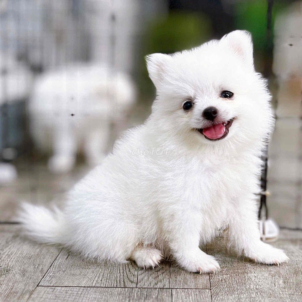 Chó Pomeranian Trắng đã tiêm phòng. Mua bán Chó tại Thành phố Châu Đốc An Giang được đăng bởi Nguyễn Thị Huỳnh Mai hình 1