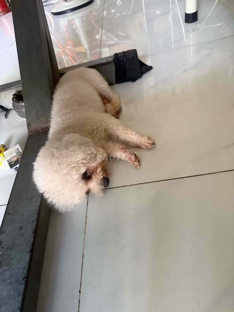 Chó Poodle nhiều màu. Mua bán Chó tại Huyện Củ Chi Tp Hồ Chí Minh được đăng bởi Giang hình 1