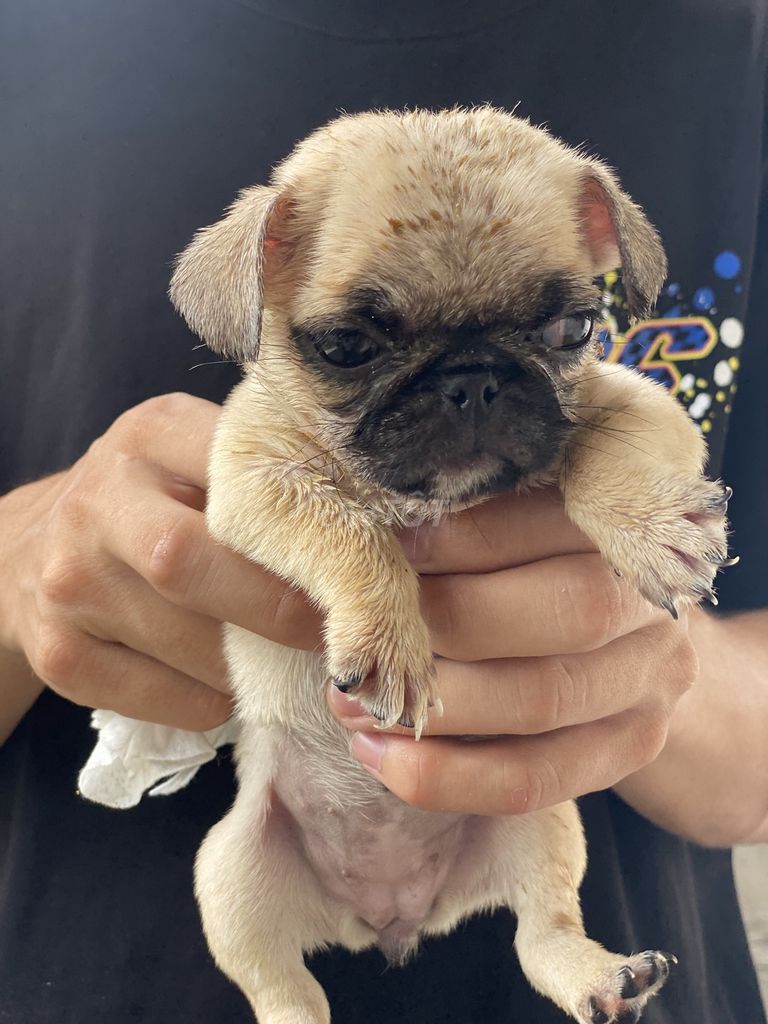 Pug Cái Nhà Nuôi + Tặng Lồng. Mua bán Chó tại Quận 8 Tp Hồ Chí Minh được đăng bởi Cao Trường Thịnh  hình 7