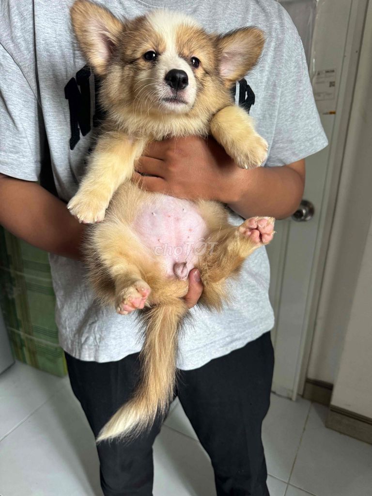 Chó Corgi cái 2 tháng 1 mũi. Mua bán Chó tại Thành phố Thủ Đức Tp Hồ Chí Minh được đăng bởi Tạ Đức Trung hình 1