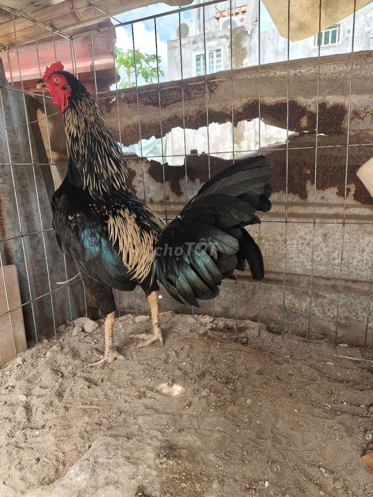 siu mỹ trang 3k2 gà tơ rin 11 tháng tay 1cuc . Mua bán Gà tại Thành phố Thủ Dầu Một Bình Dương được đăng bởi Thanh Tiền hình 1