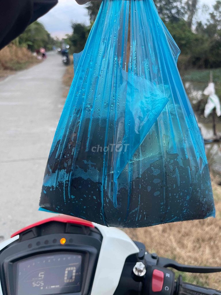 Trùn chỉ tươi sống Kiên Giang, cần thơ. Mua bán Phụ kiện, Thức ăn, Dịch vụ tại Huyện Cờ Đỏ Cần Thơ được đăng bởi MeCaVang VN hình 2