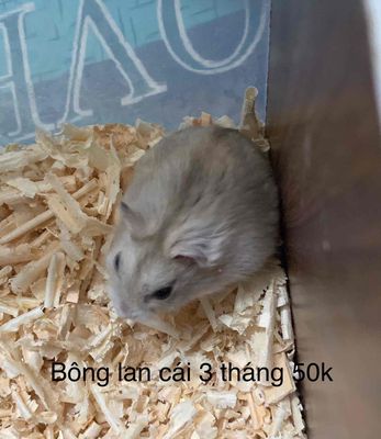 Chuột Hamster giá Hssv
