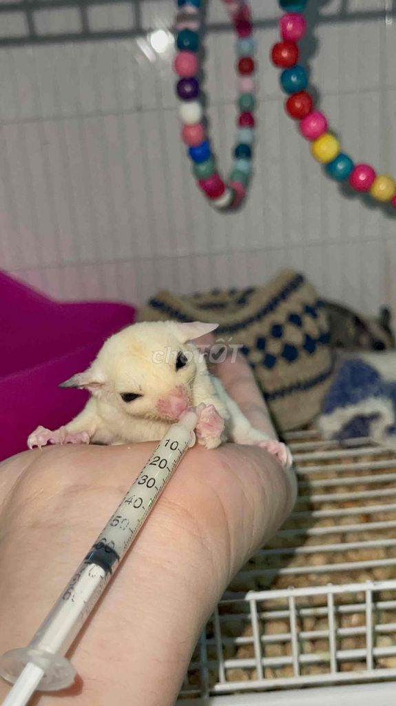 Sóc Bay Úc Whitemoza 90% Baby. Mua bán Thú cưng khác tại Quận Bình Tân Tp Hồ Chí Minh được đăng bởi Minh Thiện hình 1