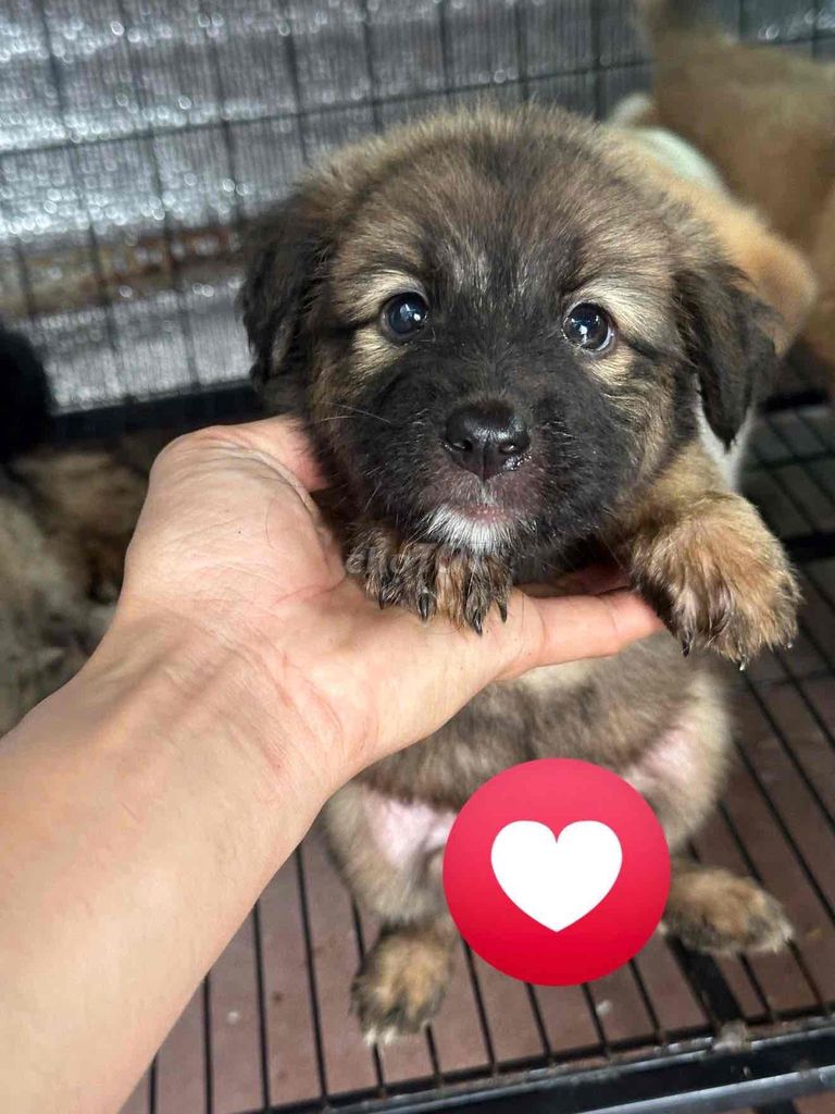 nhật mix gấu mập. Mua bán Chó tại Huyện Bình Chánh Tp Hồ Chí Minh được đăng bởi Duong tu linh hình 1