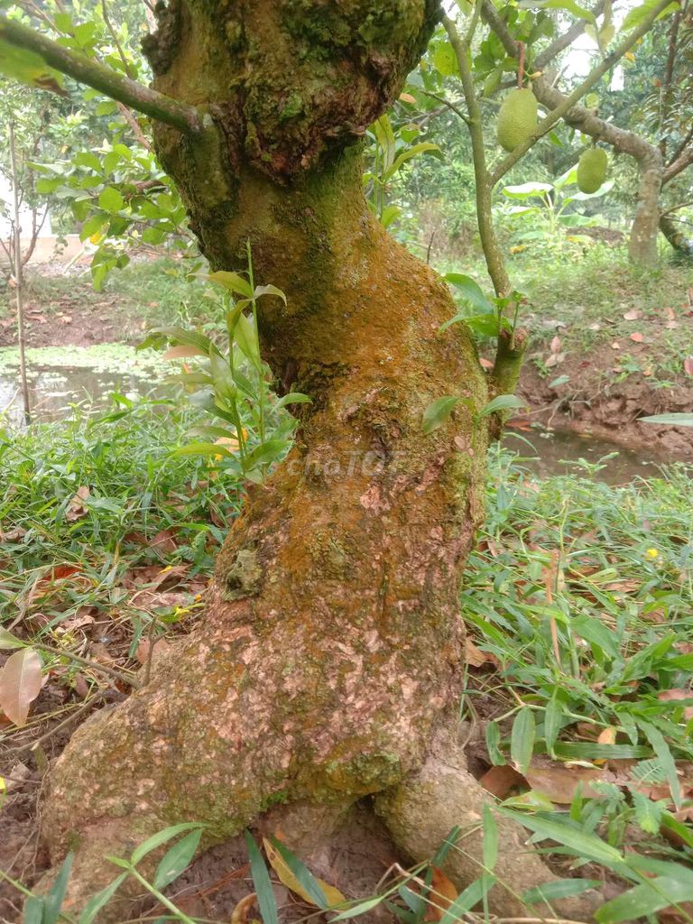 Mai vàng Xù vành lớn. Mua bán Cây cảnh, đồ trang trí tại Huyện Cái Bè Tiền Giang được đăng bởi Bọ Ú Vườn thú tại home  hình 1