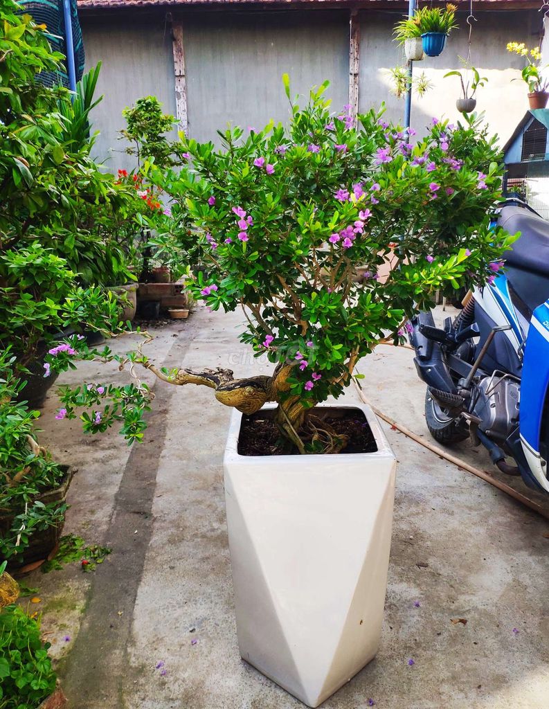 Cây cảnh Linh Sam Siêu Hoa chậu Sứ Tím. Mua bán Cây cảnh, đồ trang trí tại Thành phố Nha Trang Khánh Hòa được đăng bởi Nguyễn Thanh hình 1