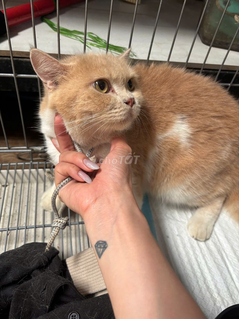 Mèo Cái Ba Tư. Mua bán Mèo tại Huyện Long Thành Đồng Nai được đăng bởi Triều hình 1