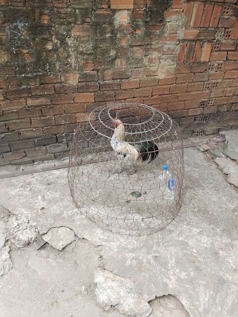 Gà trống nuôi cảnh đực. Mua bán Gà tại Thành phố Bà Rịa Bà Rịa - Vũng Tàu được đăng bởi Đạt Phùng hình 1