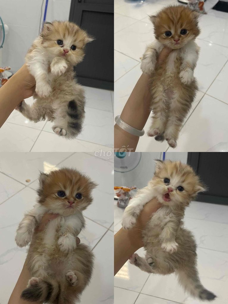 Mèo Golden x Silver lông dài. Mua bán Mèo tại Quận Bình Thuỷ Cần Thơ được đăng bởi Tú hình 1