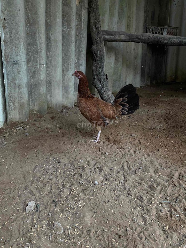 Gà Nâu 1kg 3 lứa. Mua bán Gà tại Huyện Châu Thành Tiền Giang được đăng bởi nguyen truong hình 1