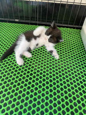 Mèo Munchkin chân ngắn x Mèo rừng châu phi 2tr5