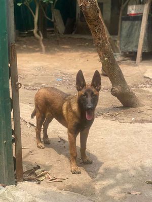 thanh lý chó malinois