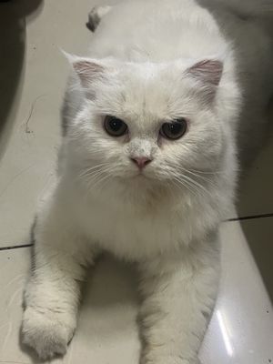 Mèo Anh  bé Cái 7 tháng