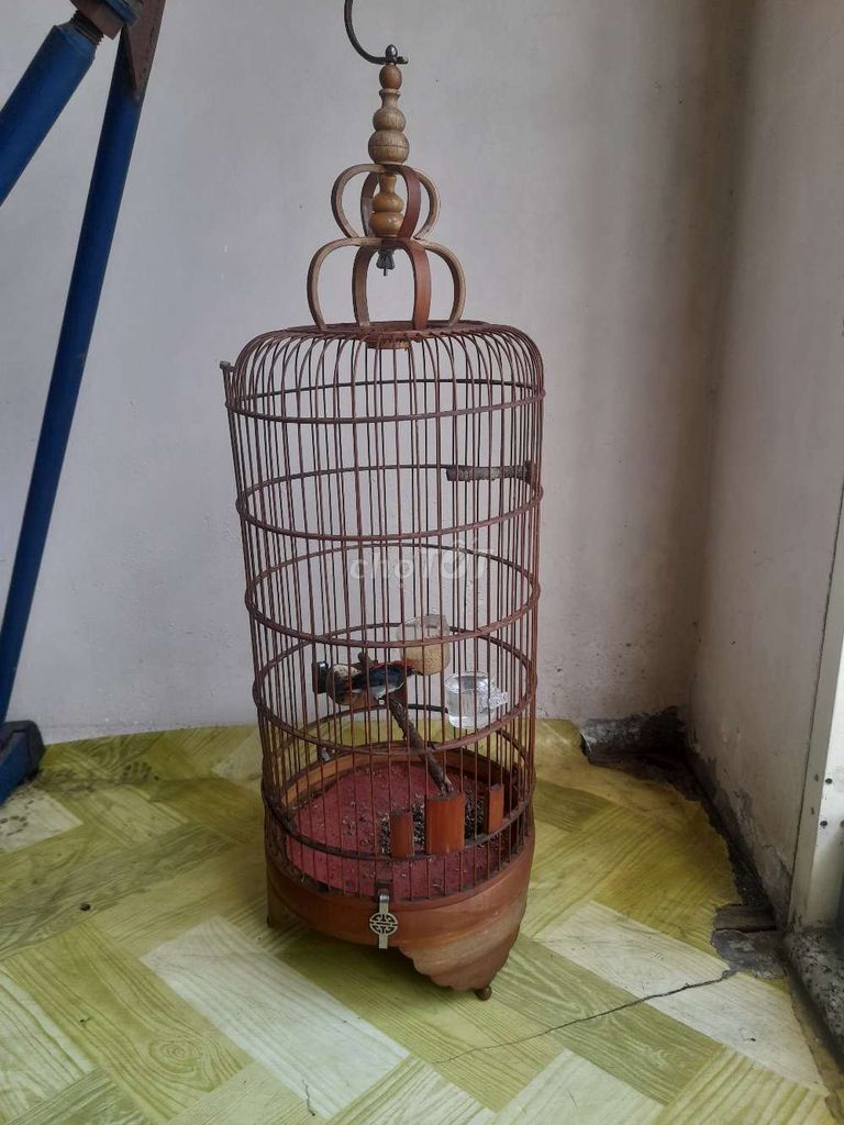 Chim chào mào lâu năm màu Đỏ Đen Trắng. Mua bán Chim tại Thành phố Cao Lãnh Đồng Tháp được đăng bởi  Tuấn hình 1