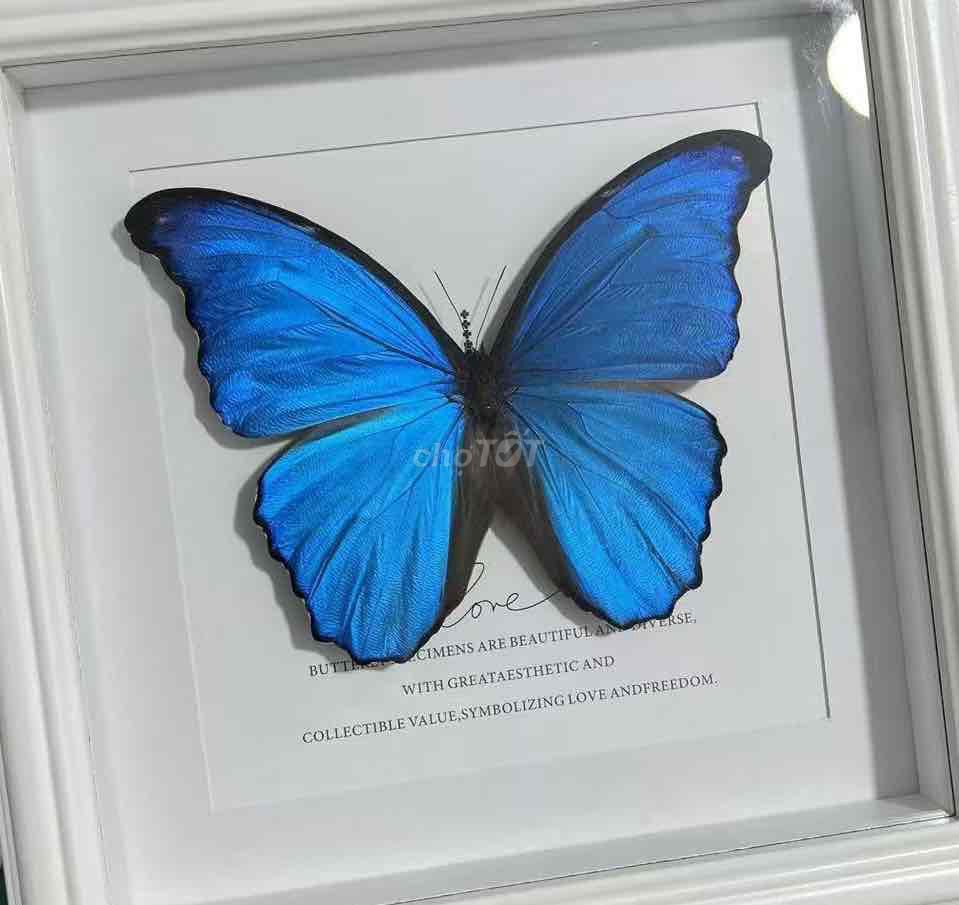 Khung bướm Gỗ thông Kính 15x21cm/20x20cm. Mua bán Đồ sưu tầm, đồ cổ tại Huyện Thuỷ Nguyên Hải Phòng được đăng bởi Trang hình 1