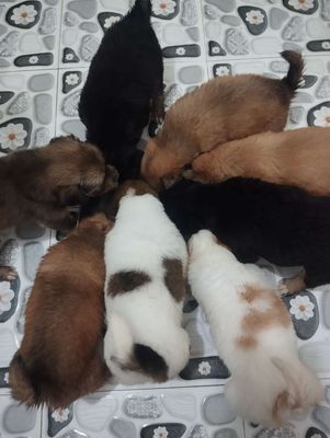Chó Phú Quốc con