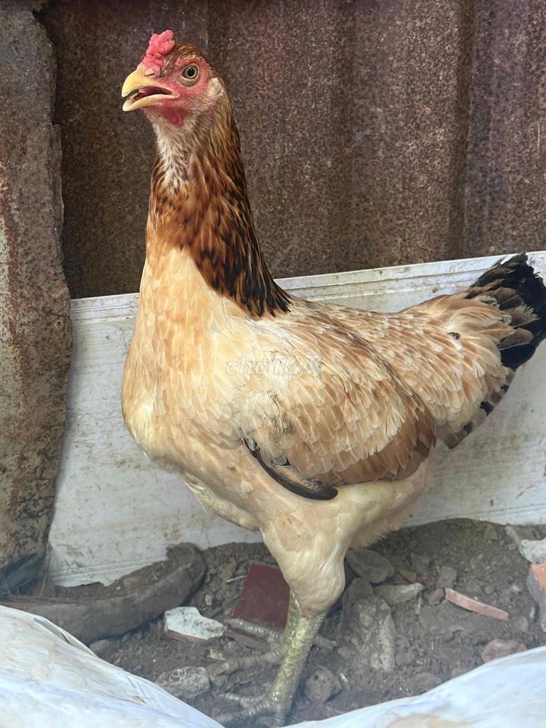 Gà mái Nâu 2.2kg Cái. Mua bán Gà tại Huyện Mỹ Xuyên Sóc Trăng được đăng bởi thanh nhàn hình 1