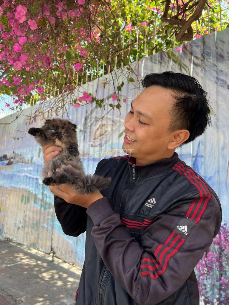 HCM Vũng Tàu bán mèolông dài mặt tròn như bánh bao. Mua bán Mèo tại Quận 5 Tp Hồ Chí Minh được đăng bởi Miss An hình 3