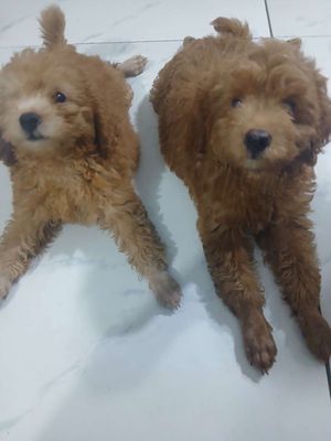 Chó Poodle nâu chó con
