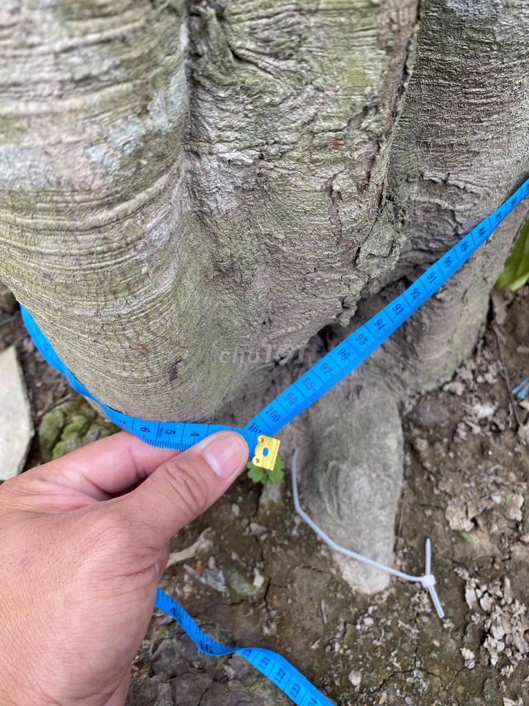 Cây cảnh Khế chua hoành 1m. Mua bán Cây cảnh, đồ trang trí tại Huyện Mang Thít Vĩnh Long được đăng bởi tuan anh hình 1