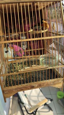 trọn bộ chim và lồng hút mật đuoi chể. Mua bán Chim tại Quận 6 Tp Hồ Chí Minh được đăng bởi long
