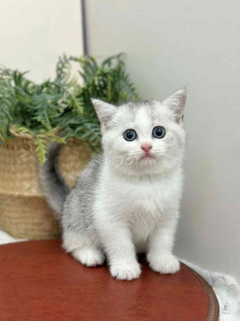 Mèo Anh Lông Ngắn Sẵn Nhiều Màu Cá Mềm. Mua bán Mèo tại Quận 1 Tp Hồ Chí Minh được đăng bởi ti pet town hình 1