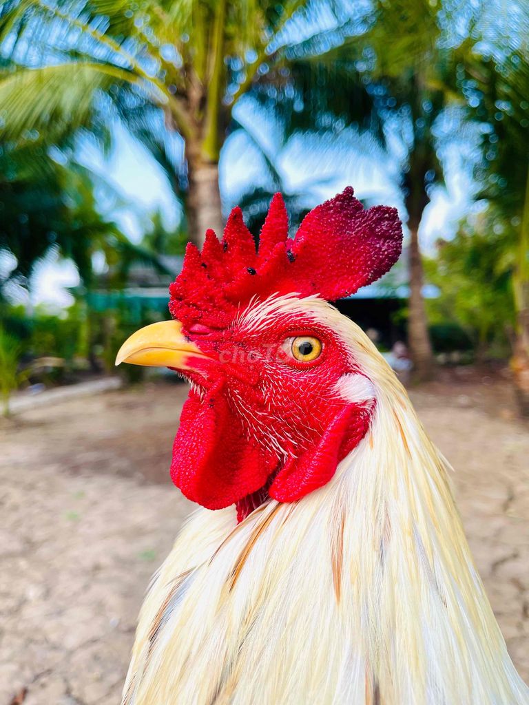 chán bán bỏ cho ae mau lẹ. Mua bán Gà tại Thành phố Cà Mau Cà Mau được đăng bởi Minh  hình 1