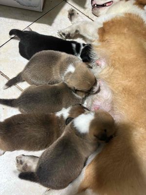 Corgi lai Chihuahua. Mua bán Chó tại Huyện Bình Chánh Tp Hồ Chí Minh được đăng bởi Thảo Quyên