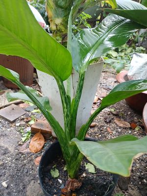 Bán 6 loại cây cảnh đồng giá 40k/chậu dễ trồng. Mua bán Cây cảnh, đồ trang trí tại Quận Gò Vấp Tp Hồ Chí Minh được đăng bởi Cuong