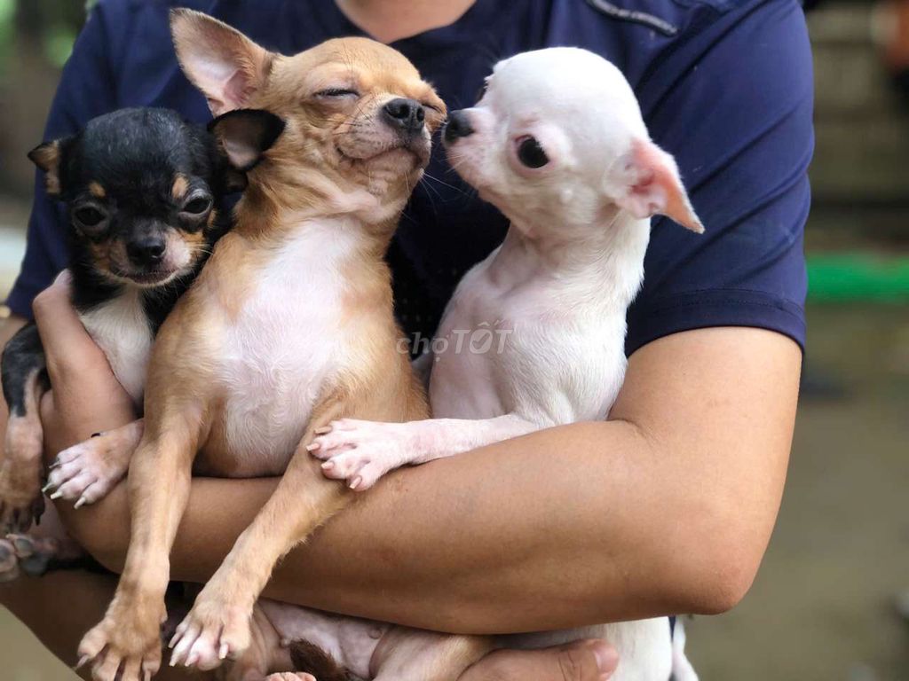 Chó Chihuahua Cái Trắng. Mua bán Chó tại Thành phố Cao Lãnh Đồng Tháp được đăng bởi Gà Đồng Thap hình 1
