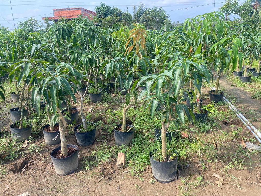 Xoài ghép trưởng thành Tứ Quý. Mua bán Cây cảnh, đồ trang trí tại Huyện Chợ Lách Bến Tre được đăng bởi Hồng Gấm hình 1