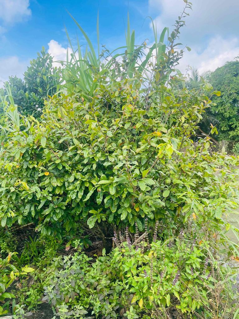 mai vàng. Mua bán Cây cảnh, đồ trang trí tại Huyện Cần Giuộc Long An được đăng bởi Thanh Sơn hình 1