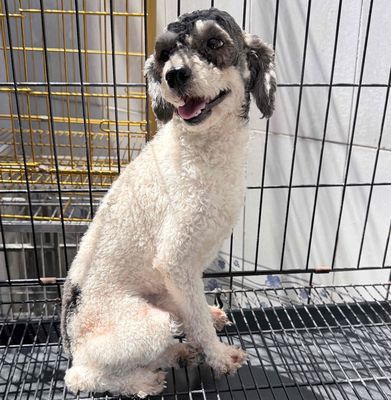 Poodle bò sữa đực siêu rẻ