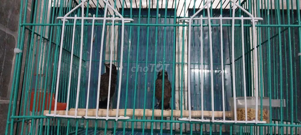 Một Cặp Chòe đất. Mua bán Chim tại Quận Gò Vấp Tp Hồ Chí Minh được đăng bởi Nam hình 1