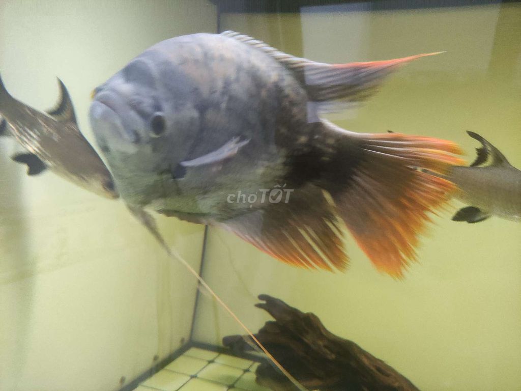 Hồng kì phát tài size lớn