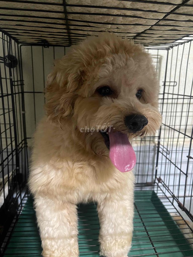 Poodle Vàng Mơ đực , mặt bánh bao